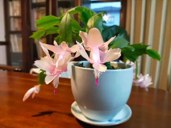 心の癒し