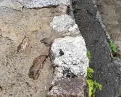 宝満山のカエル