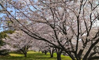 水城跡の桜