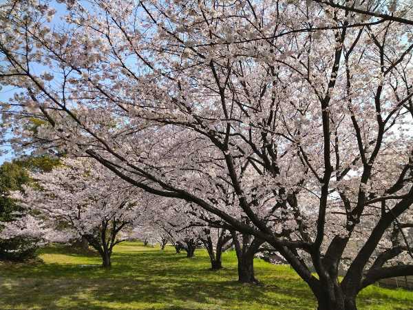 水城跡の桜