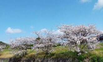 桜と菜の花