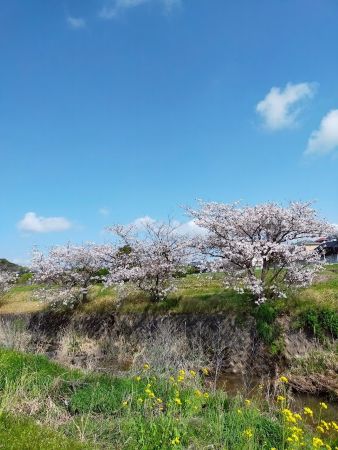 桜と菜の花